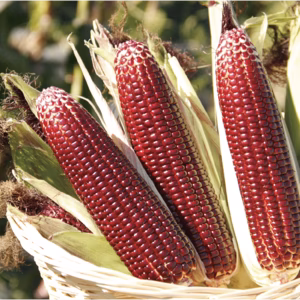 【6月中旬発送】とうもろこしゴールドラッシュ2Lサイズ10本入