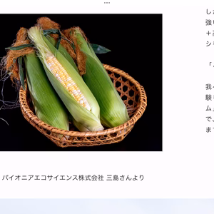 スーイートコーン.ドルチェドリーム