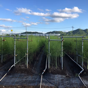 土作りにこだわった農家直送！！みずみずしいアスパラガス♪