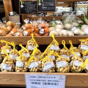 【旬を収穫直送】＜秋限定の大粒#生落花生おおまさり＞茹でてホクホク甘い#農薬低