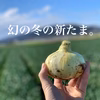 子どもたちがパクパク食べちゃう♪幻の冬の新たまねぎ　淡路島野口ファーム