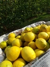 ㊗積善ファーム1周年企画　農薬不使用レモン1.5キロを7人にプレゼント出来る権利