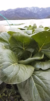 無農薬無化学肥料 信州伊那谷★厳冬期野菜セット 1/21発送