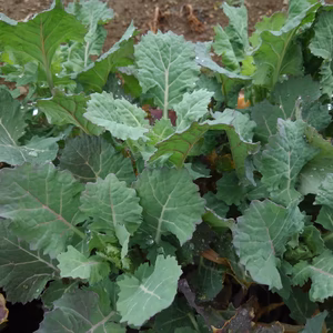 【常温便】三陸からお届け　のらぼう菜1kg【なばな】