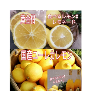 【春みかん＆ドライ付】夢の幸せの黄色３種（食べるレモン！飲むみかん&レモネード)