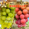 ぶどう好きに！シャインマスカット、クインニーナ、2色2房セット