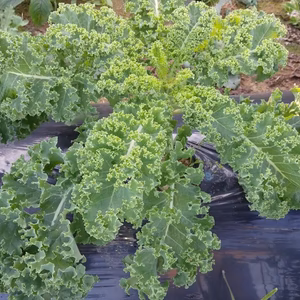 【本日限り】フリルケール・小松菜・スイスチャード・ほうれん草100サイズでお届け