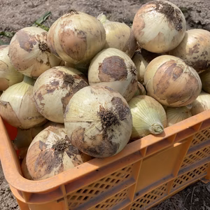 淡路島新玉ねぎ　七宝早生7号　サイズ色々