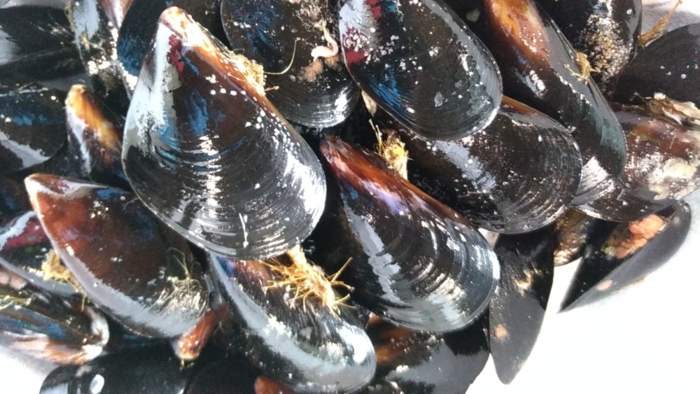 北海道のキレイな海で育った 活ムール貝 殻付き 農家漁師から産地直送の通販 ポケットマルシェ