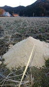 冬季湛水不耕起栽培米。  (ささしぐれ精米)