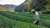 嬉野釜炒り茶ティーバッグ
