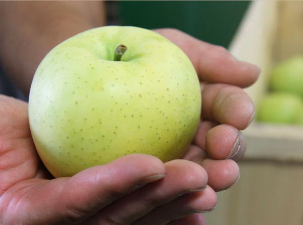 【先行予約】爽やかな甘さ！サクサク歯ごたえ！青森りんご黄王（きおう）5kg