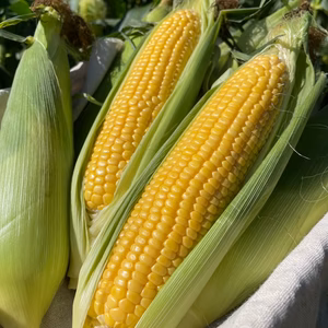 【樋沢ブランド／限定2,000本／平均糖度20】ゴールドラッシュ・10本入