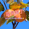 最終‼️★和歌山県オリジナルブランド新品種　紀州てまり柿★ ＊訳あり＊