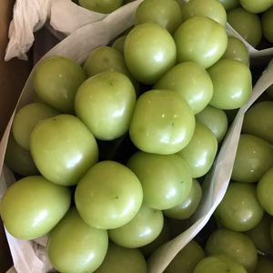 シャインマスカット　1房　まずはお試し！