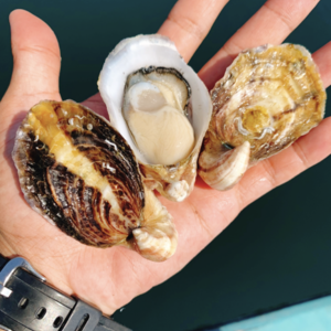おうち時間価格❗️白ワインに相性抜群❗️【バージンオイスター】殻付き生食用　