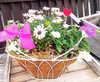プレゼントに！アイアンバスケット&ヤシマットお花バスケットの寄せ植え