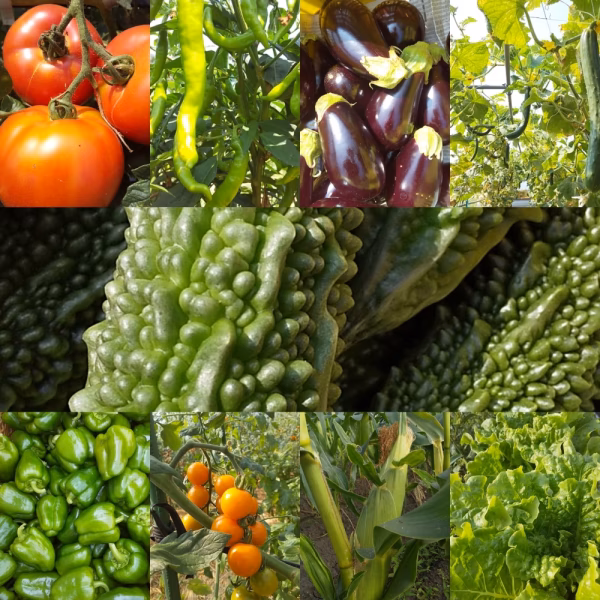 朝採り！無農薬無化学肥料　信州伊那谷★旬の野菜セット 8月