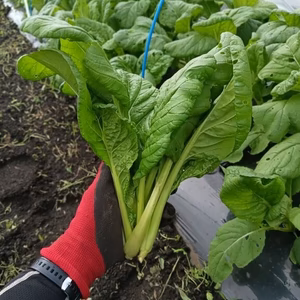 旬の野菜セット　６０サイズ