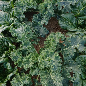 露地栽培のケール(500g)