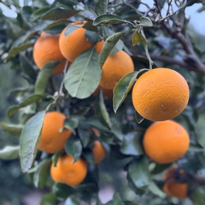 和歌山産　清見オレンジ　採れたて新鮮