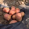 【特別栽培】希少ジャガイモ インカのひとみ（サイズ無選別）