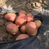 【特別栽培】インカ２種と大和芋セット