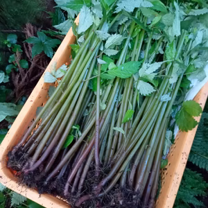 白神山麓の山菜ミズ　食べ応えの太さ１㎏　シャキ！ネバネバ！　食べるとこだけカット