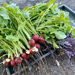 ベビーリーフっぽい生でバリバリ食べられそうなサラダ菜っぽい野菜の詰め合わせ