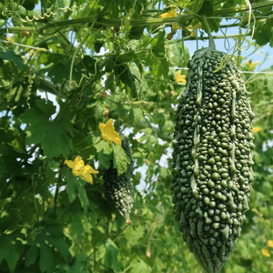 無肥料、無農薬　自然農法ゴーヤ