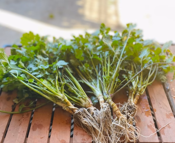 【クール便】お試し60サイズ★香り豊かな根付きパクチー保存説明付き