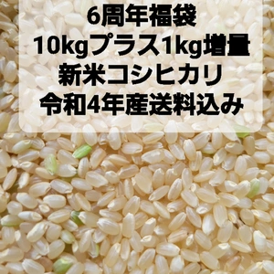 6周年福袋1kg増量コシヒカリ玄米11kg