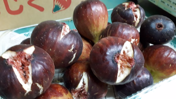 C2 加工用ワルイチジク2パック