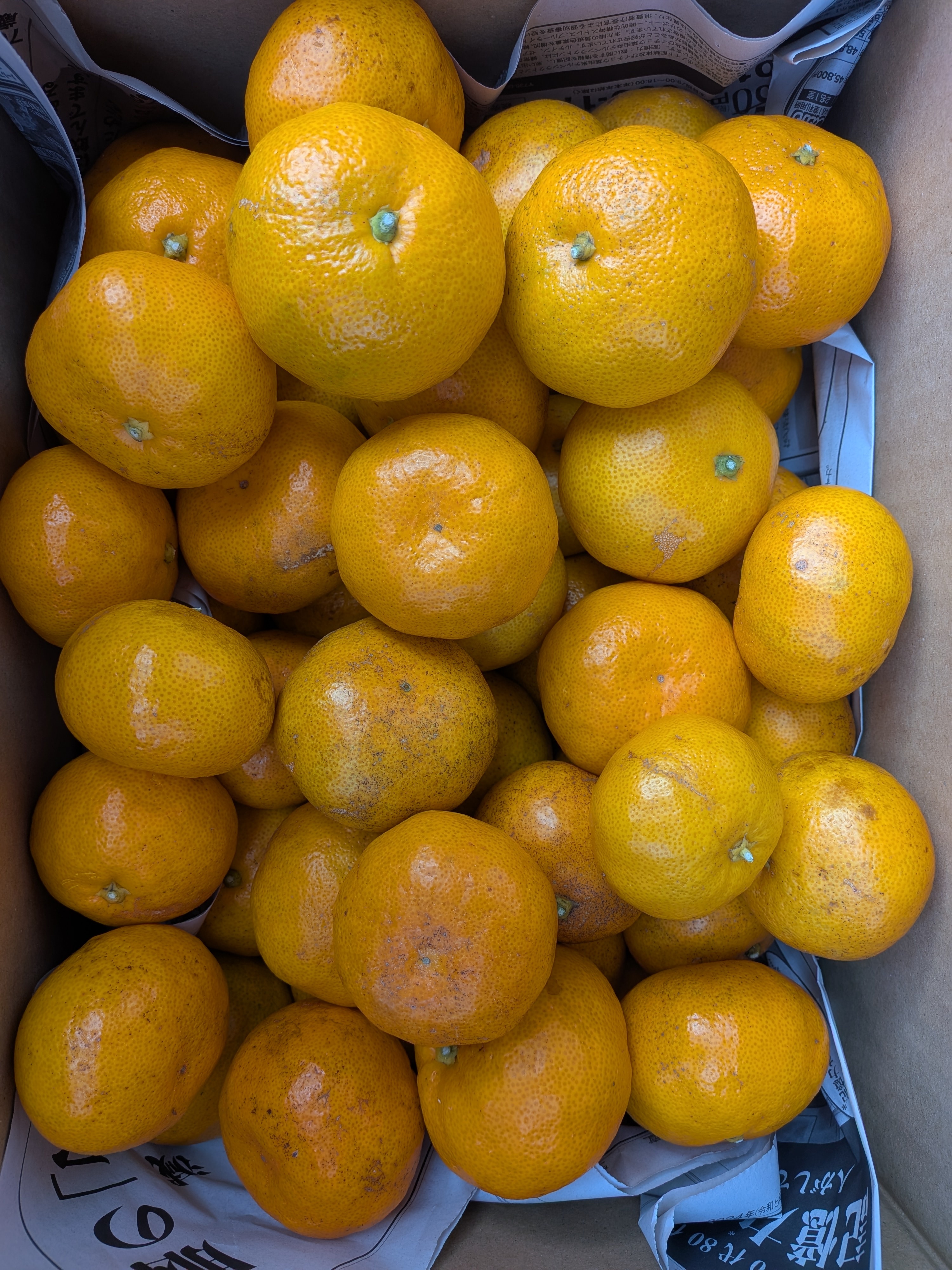 和歌山県橋本市 減農薬除草剤未使用小粒 みかん約5キロ箱込(ご家庭用) 5キロ(箱込)サイズ色々(4cm大多い)ご家庭用