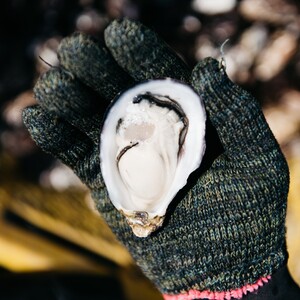 生食用殻付き牡蠣「ひがた美人」30個入