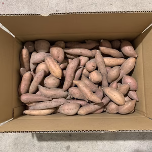 コロコロ安納芋５キロ　S～SSサイズ