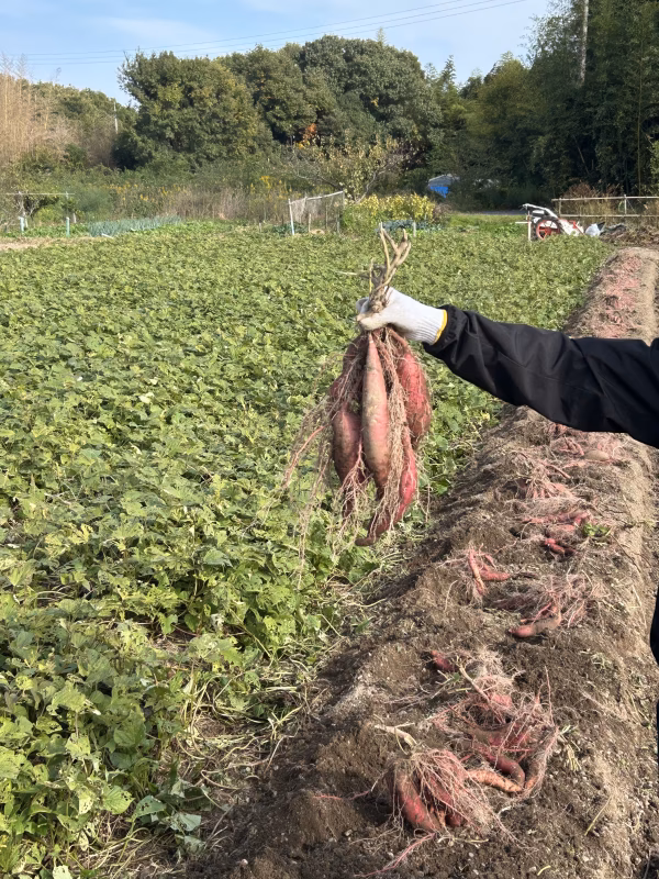 農薬使用せず作った　紅はるか　100〜400g／本　