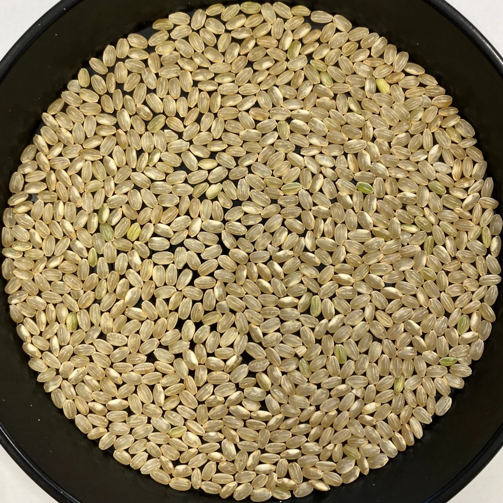 【訳あり】《玄米》 信州産 特別栽培米『いのちの壱』大粒の品種です！令和3年産
