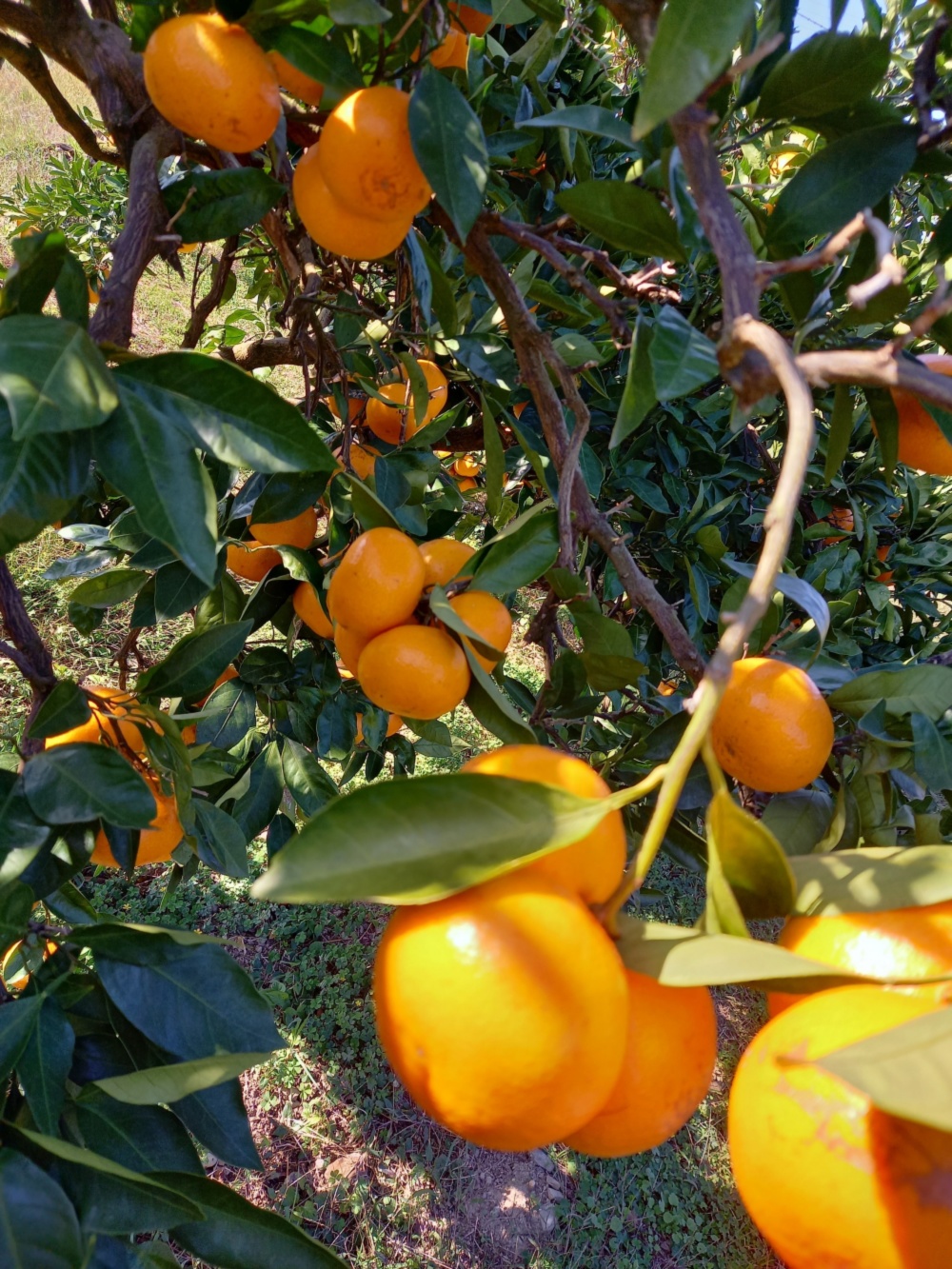 2026福袋]完熟みかん 形色々個性が光る喜びみかん｜みかんの商品詳細