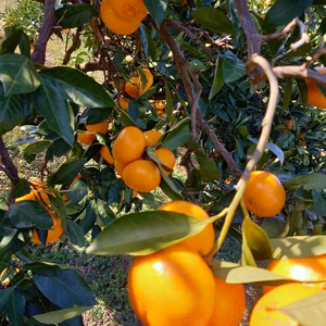 [2026福袋]完熟みかん　形色々個性が光る喜びみかん
