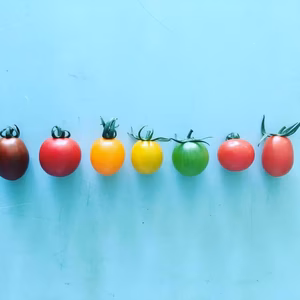 おかわりカラフルトマト