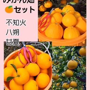 みかん畑セット『ご家庭用』5 kg（箱込）80