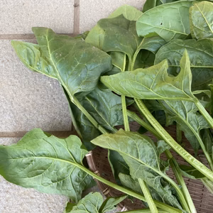 【自然のなかで】ちょっと大きめほうれん草【育ってます】