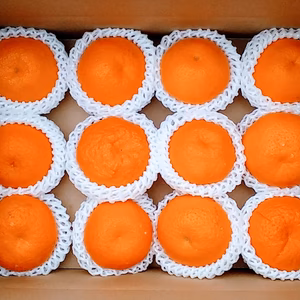 [贈答用]大玉はるみ晩柑（12玉箱詰め)冷蔵便和歌山産