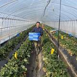 長谷川道人 | 長谷川いちご園