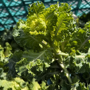 農家直送！！！　プチヴェール菜花