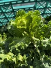 農家直送！！！　プチヴェール菜花