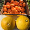 【柑橘食べ比べ】文旦&家庭用青島みかんセット【農薬不使用】