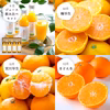 【全12回】少量 食べ切りサイズ！旬のみかん定期便(秀品) 