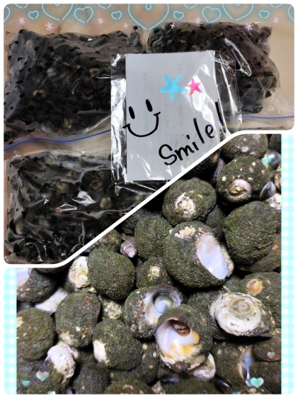 やめられない 止まらない ビナ貝 1kg 画像2で大きさ確認してください 最 農家漁師から産地直送の通販 ポケットマルシェ